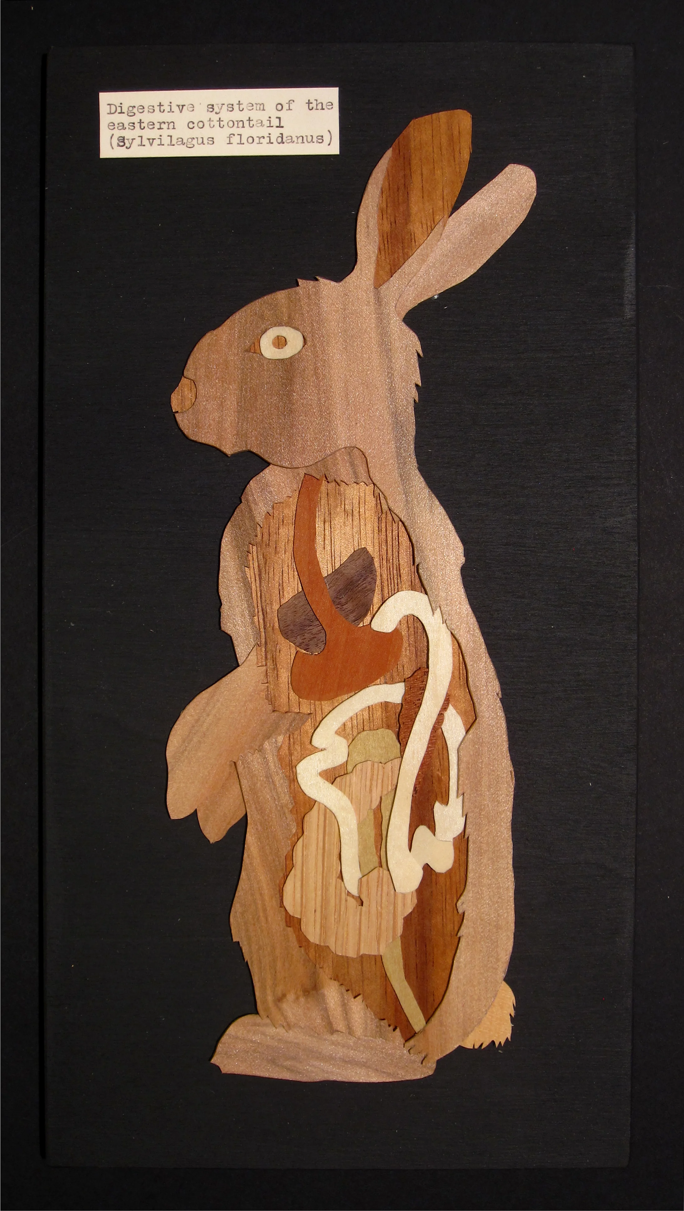 Digestive system of the eastern cottontail, 2013 wood veneer 11" x 5"