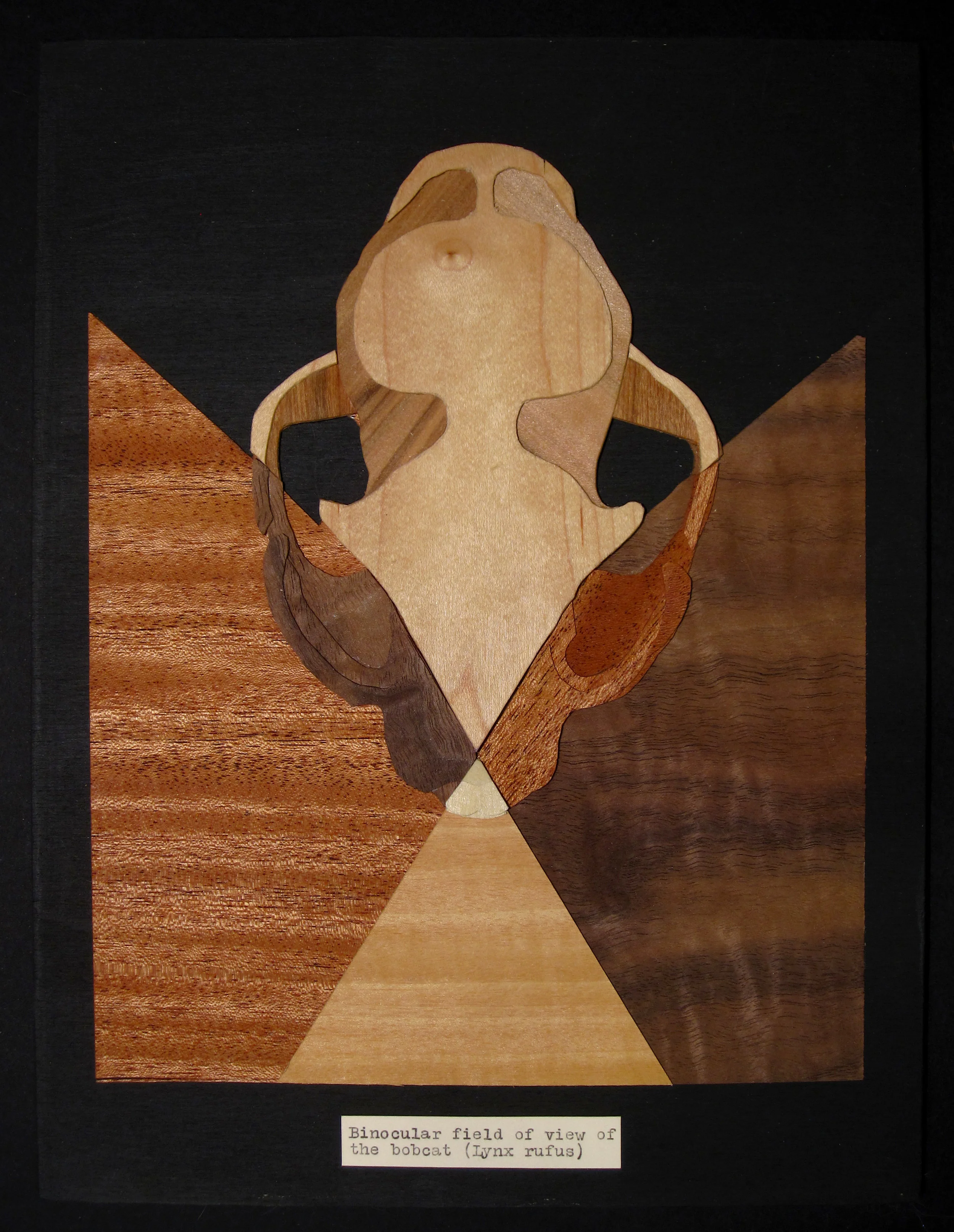 binocular field of view of the bobcat<br/>2013 wood veneer 12" x 9"