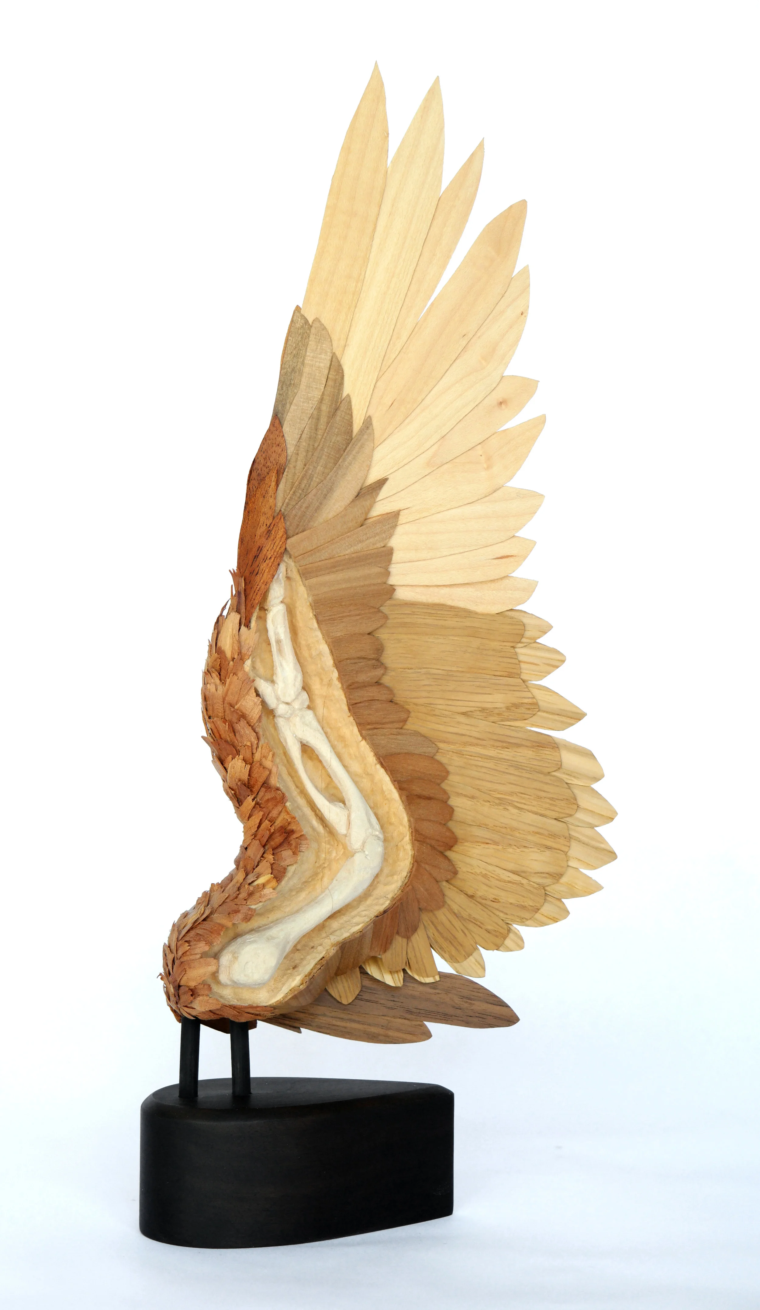 Anatomical Bird Wing 2014 wood 16" x 6" x 2"