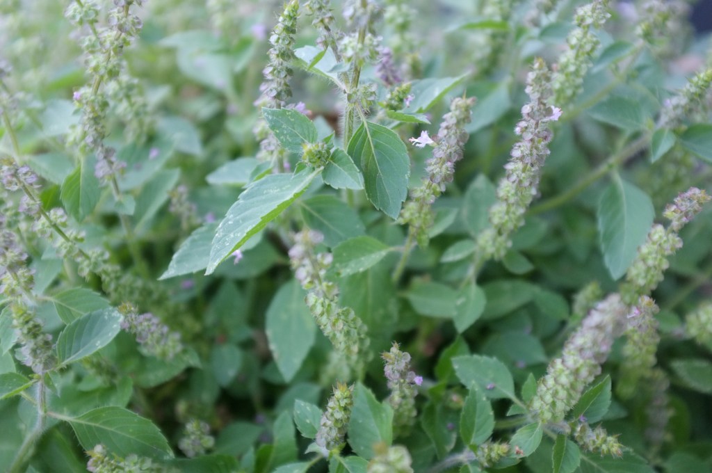 tulsi-garden.jpg