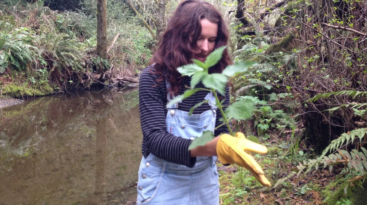Summer-nettle-wildcraft.jpg