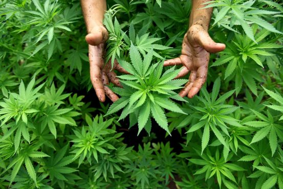 Biodynamic Cannabis