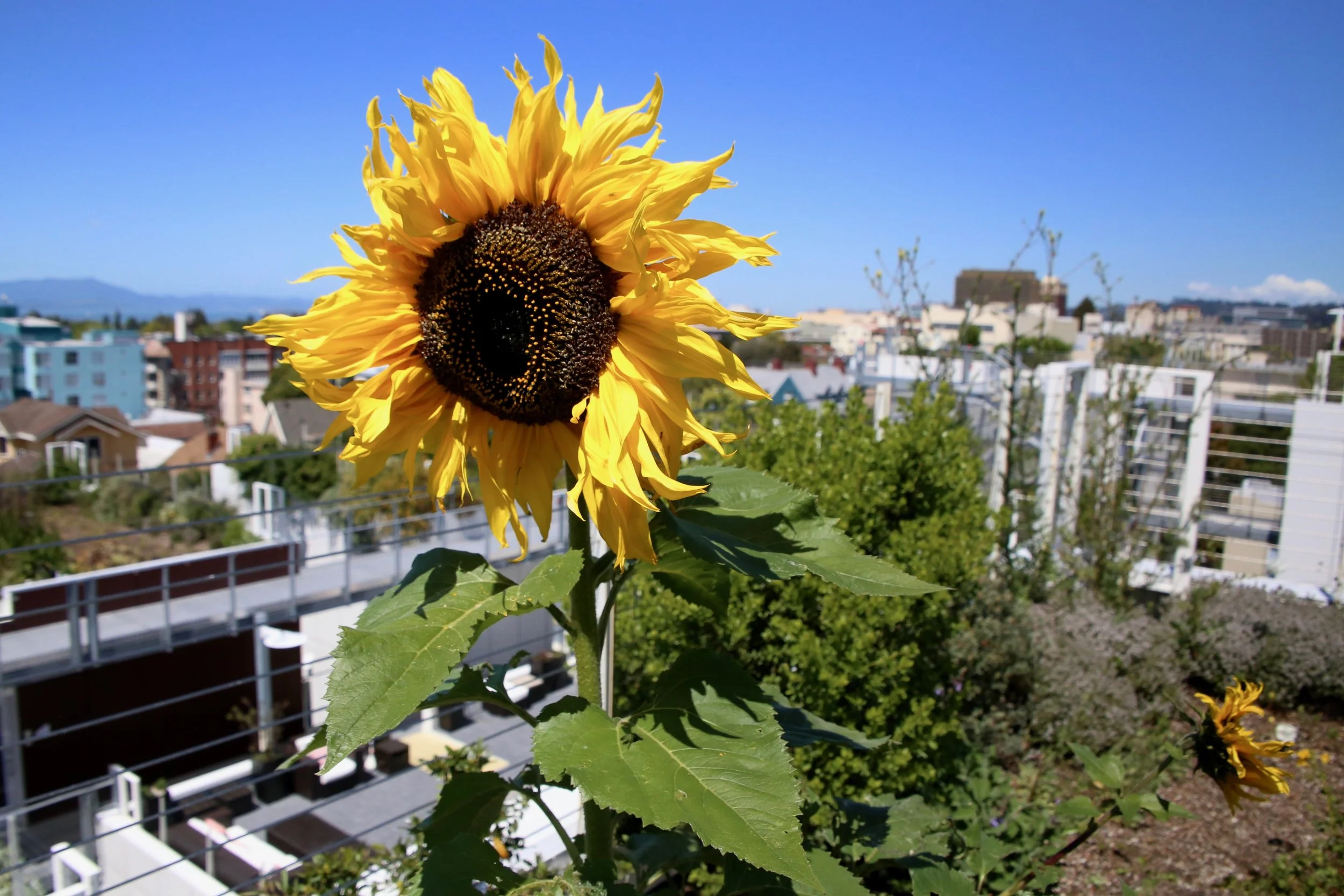*Photos by Eli Utune of Top Leaf Farms , a business that designs, implements, and maintains highly productive Ecological Agriculture Systems in the Urban Environment . These photos are from their rooftop farm in Berkeley, which provides foods to local restaurants. 
