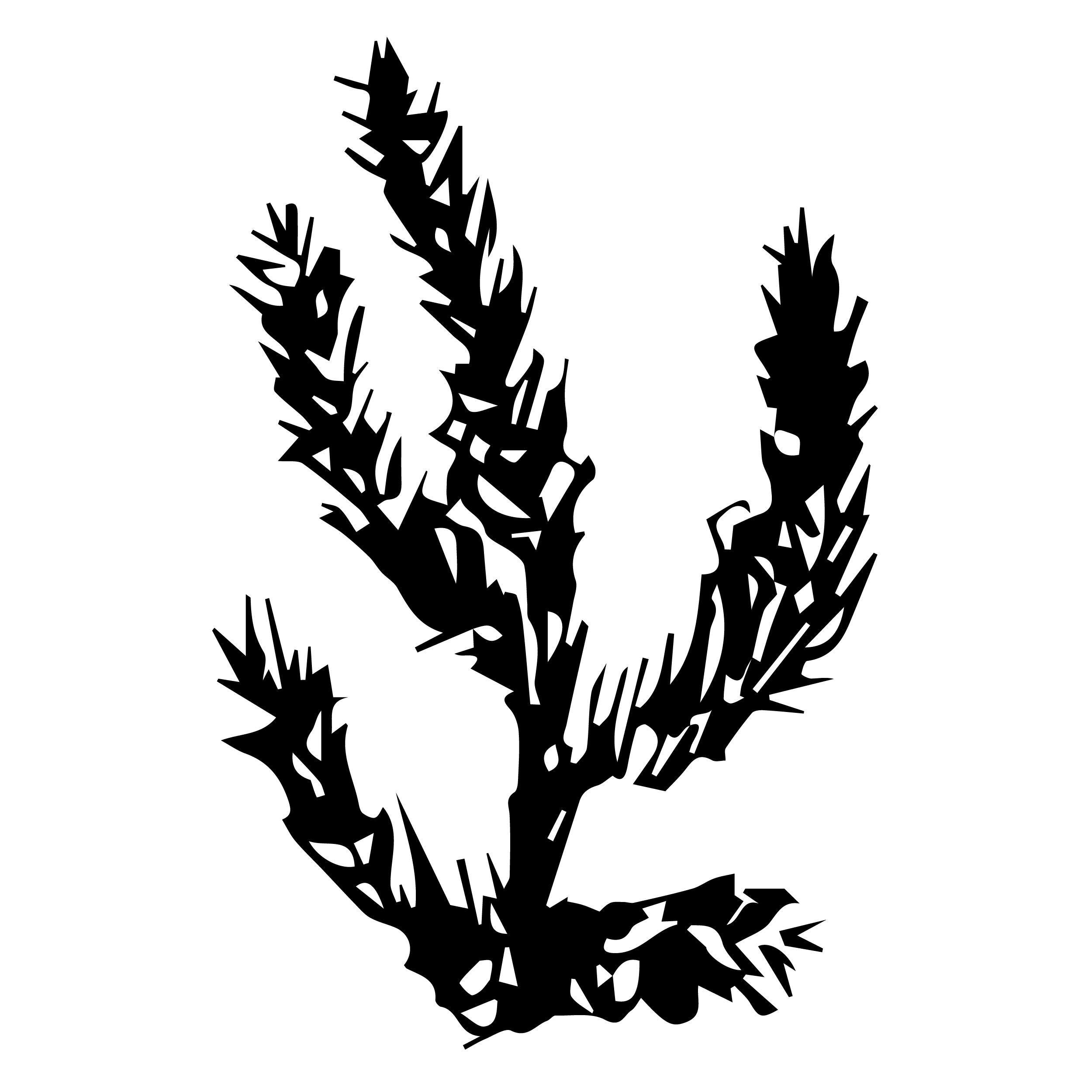 shatavari.png