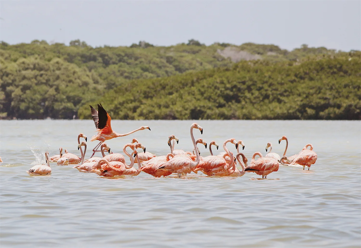 diegogarza-flamingos-celestun