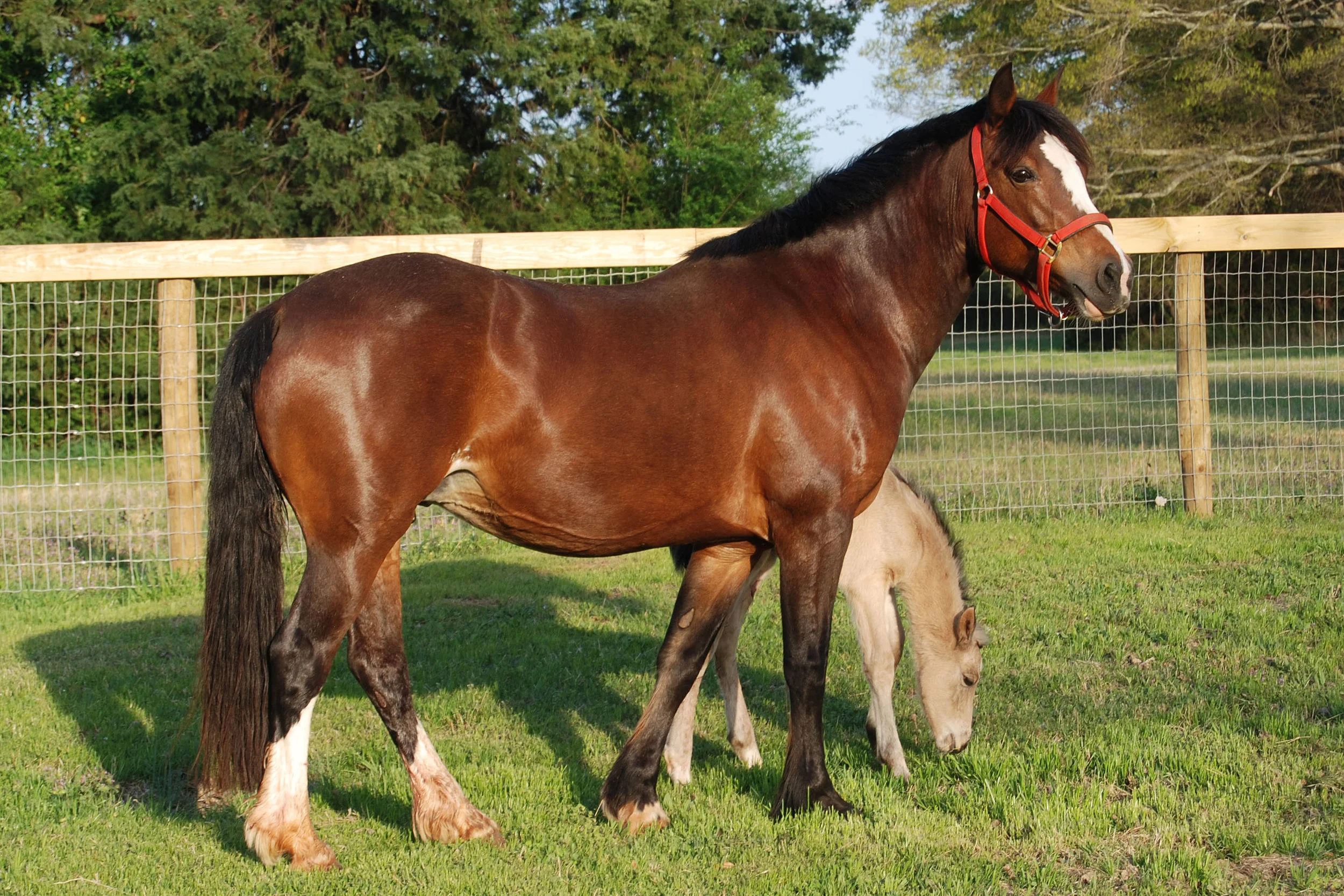 Balius miakoda