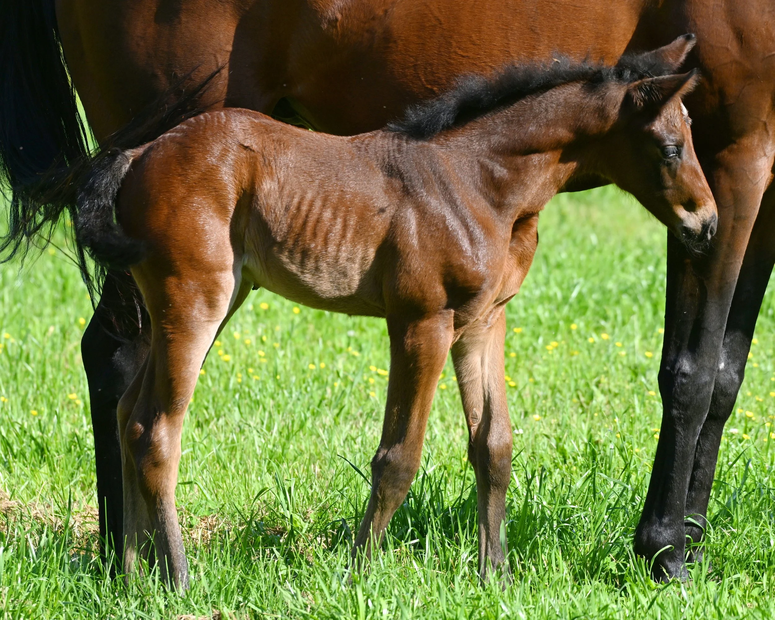 FC GFC23-0763438.JPG