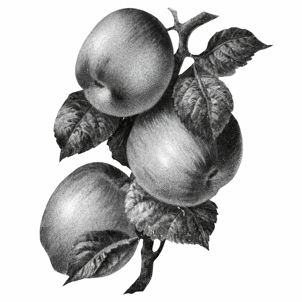 Apple: Shot on iPhone