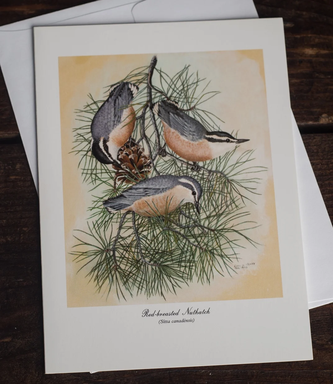 Red-breasted Nuthatch.jpg