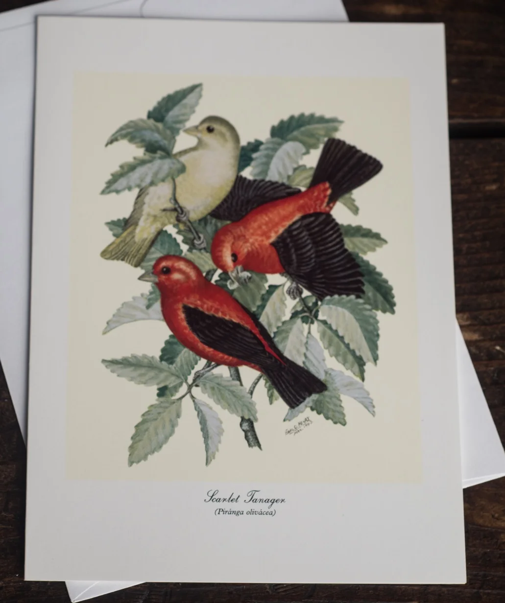 Scarlet Tanager.jpg