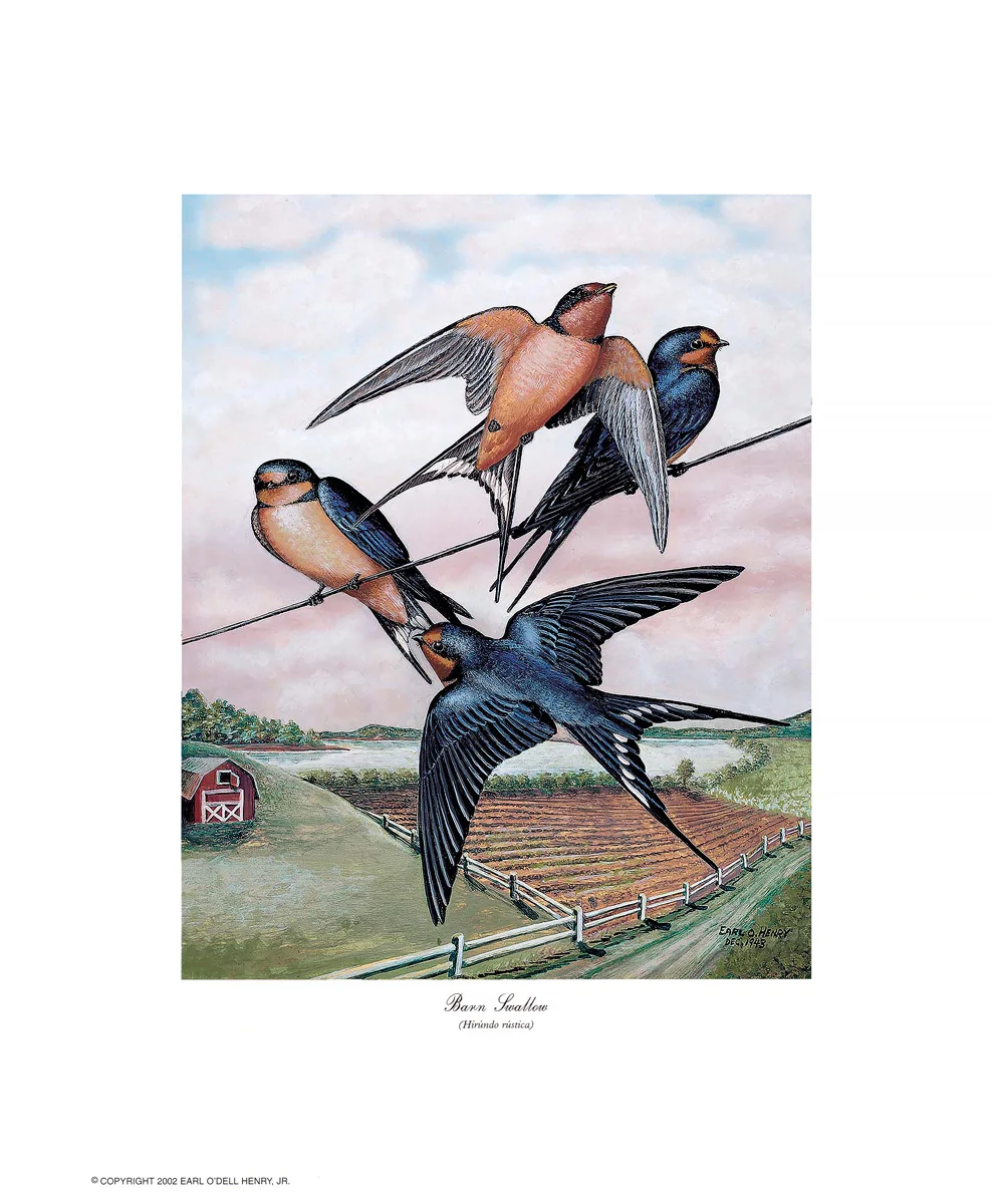 BarnSwallow.jpg