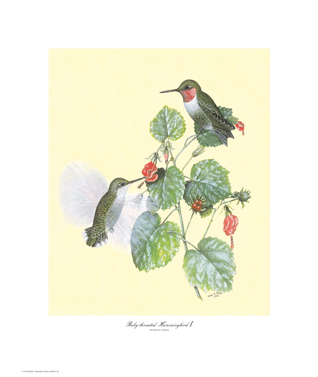 RubyThroatedHummingbird1.jpg