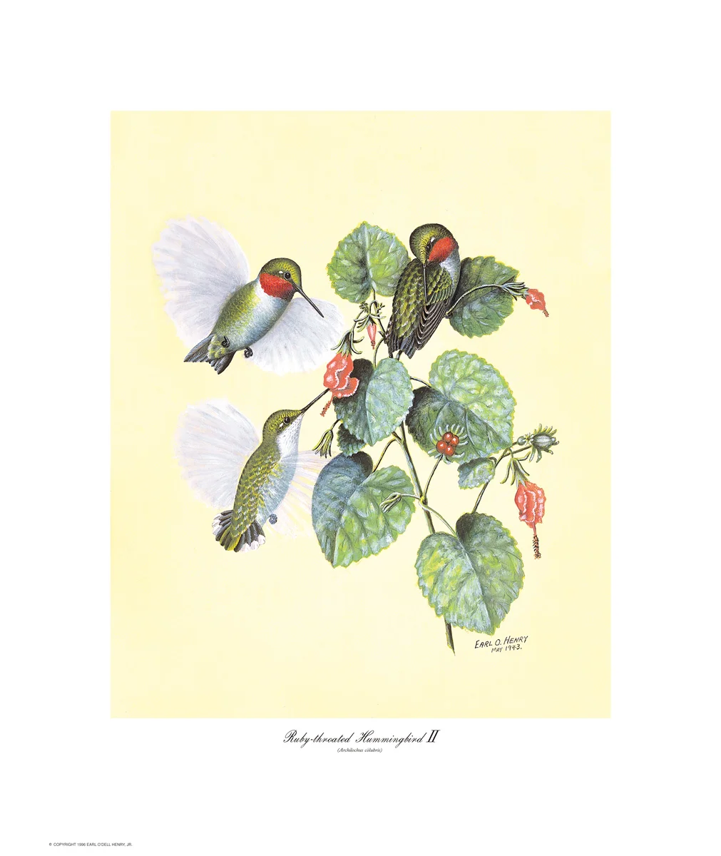 Ruby-throated Hum II + 3 other small prints