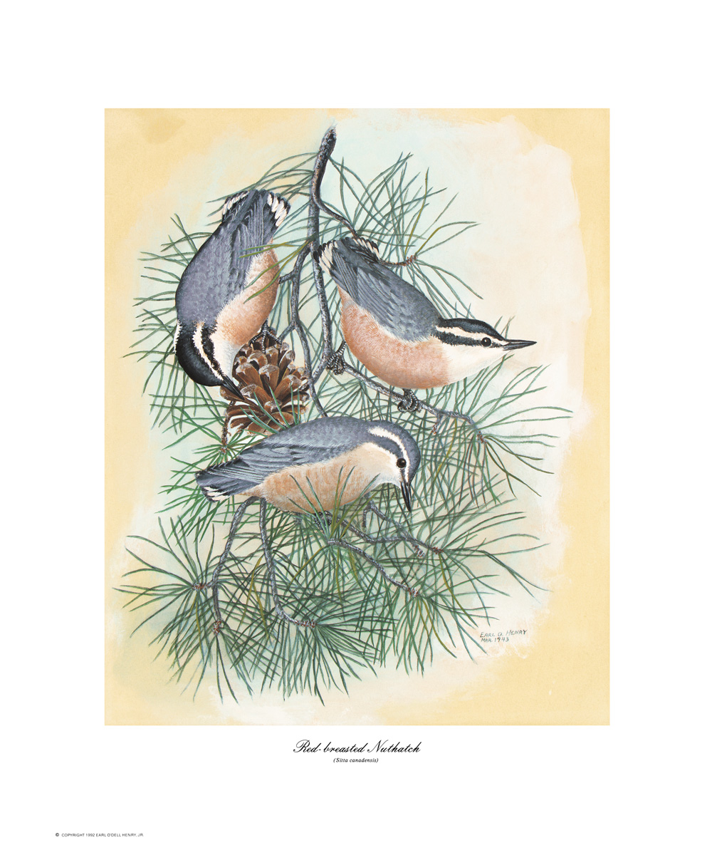Red-breasted Nuthatch