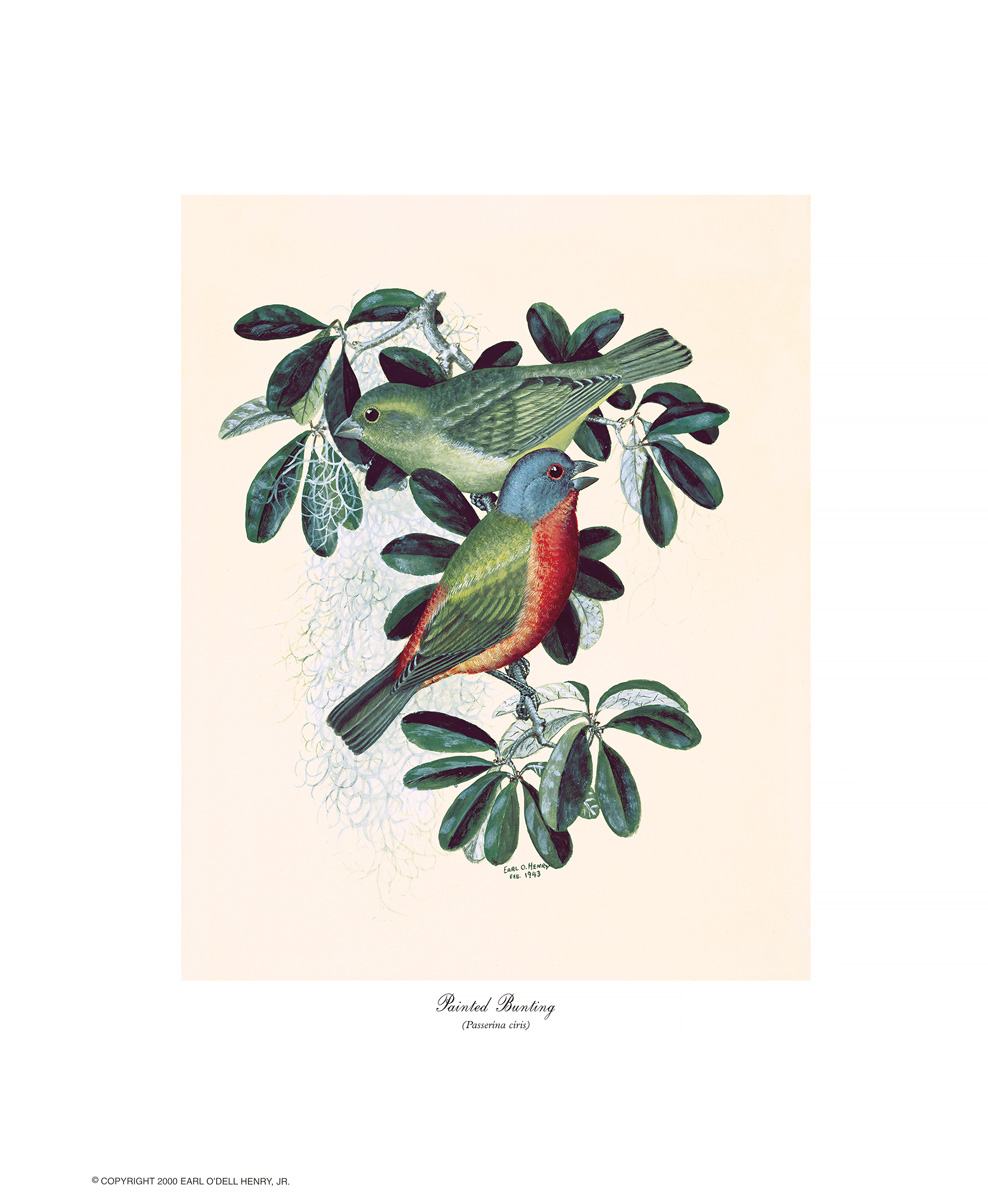 Painted Bunting + 3 other small prints