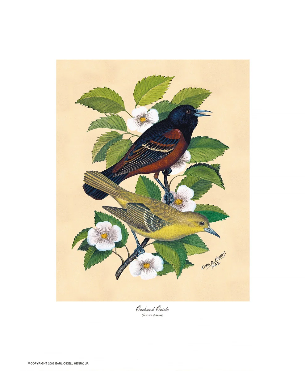 Orchard Oriole + 3 other small prints