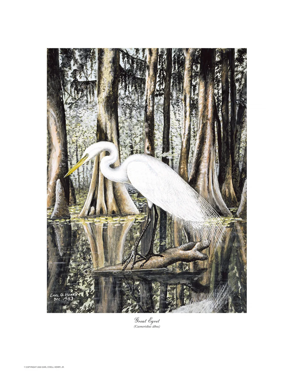 GreatEgret.jpg