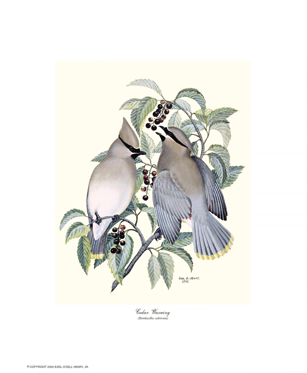 Cedar Waxwing + 3 other small prints