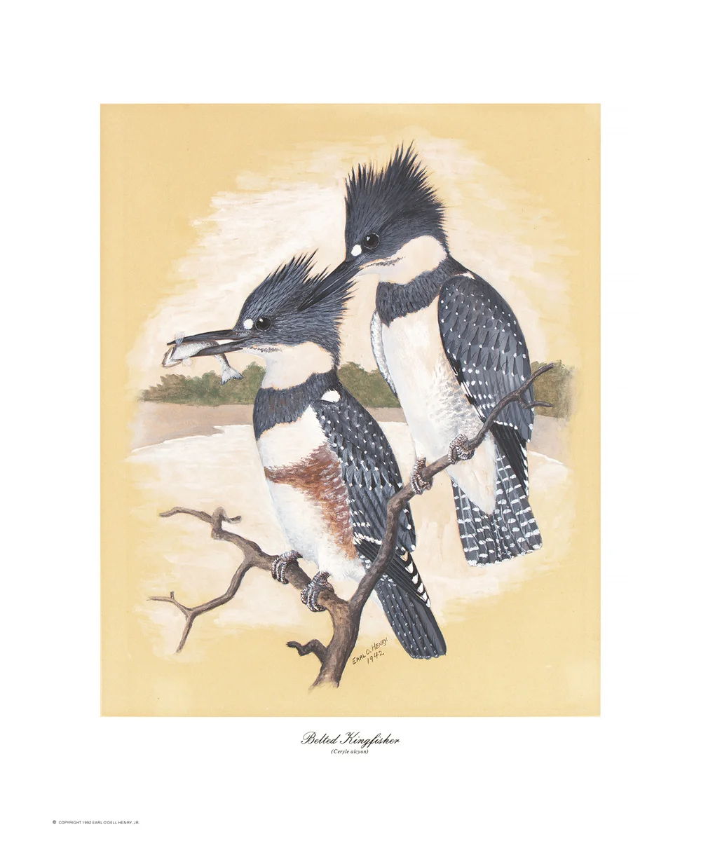 BeltedKingfisher.jpg