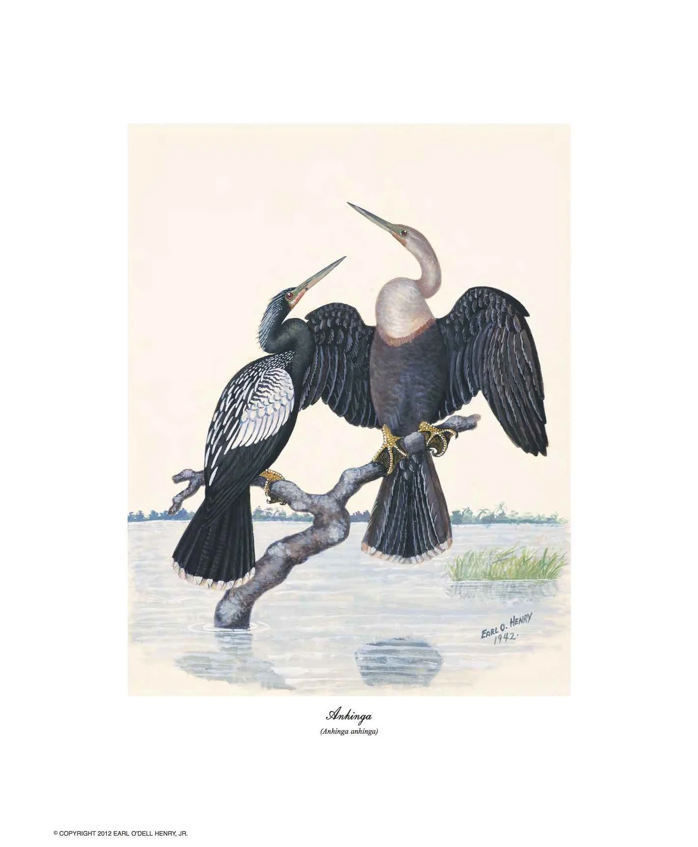 Anhinga + 3 other small prints