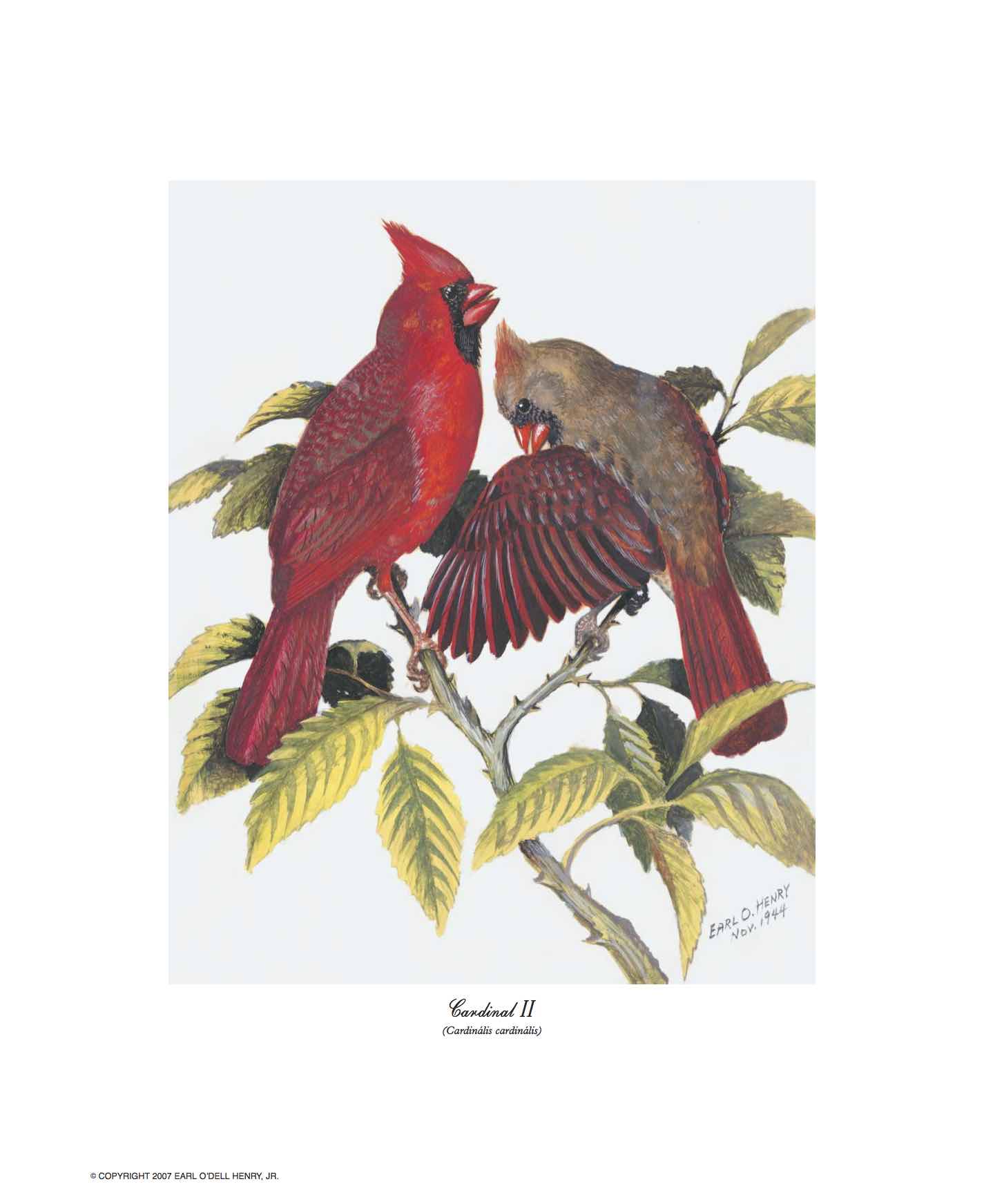 Cardinal II + 3 other small prints