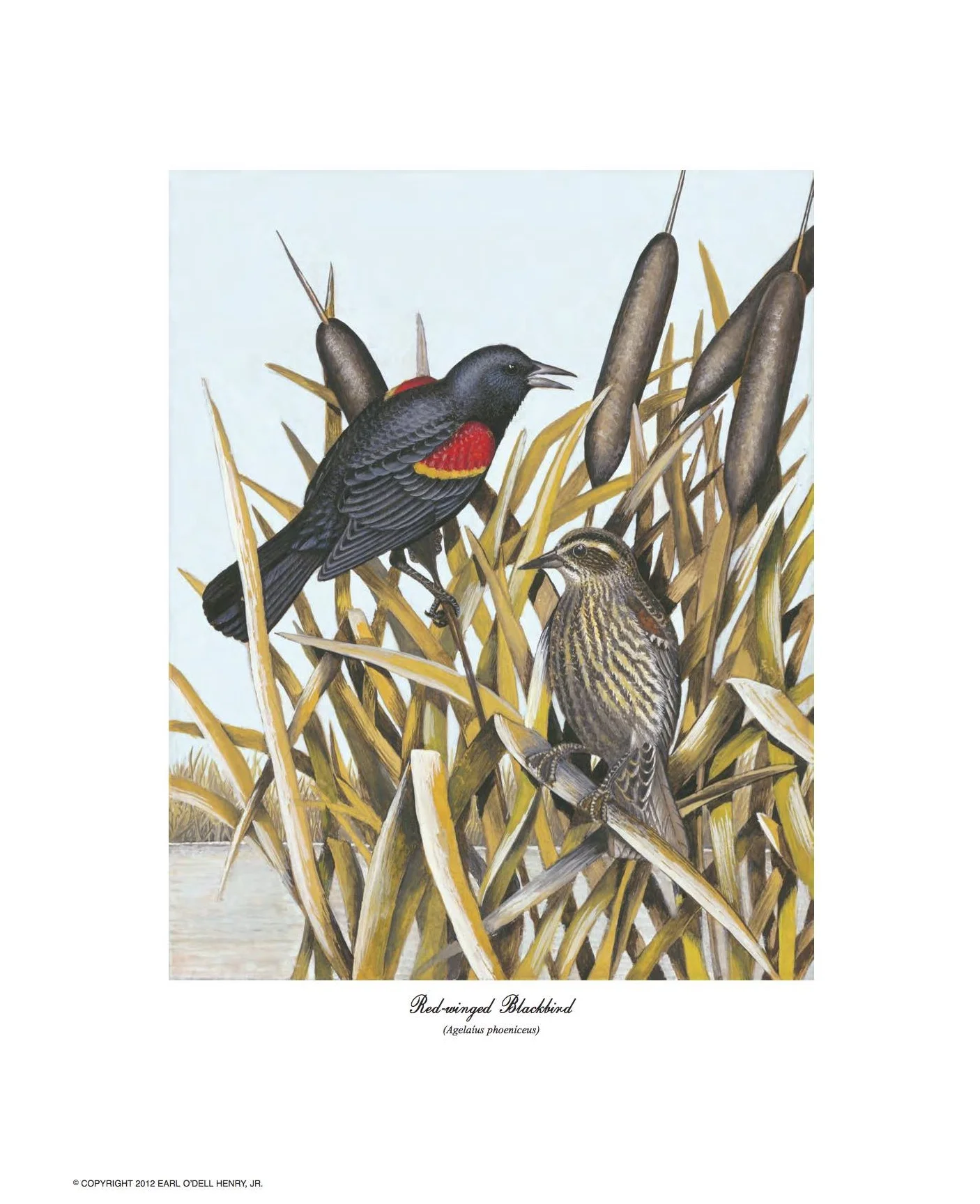 BIRD CARD: THE RED-WINGED BLACKBIRD
