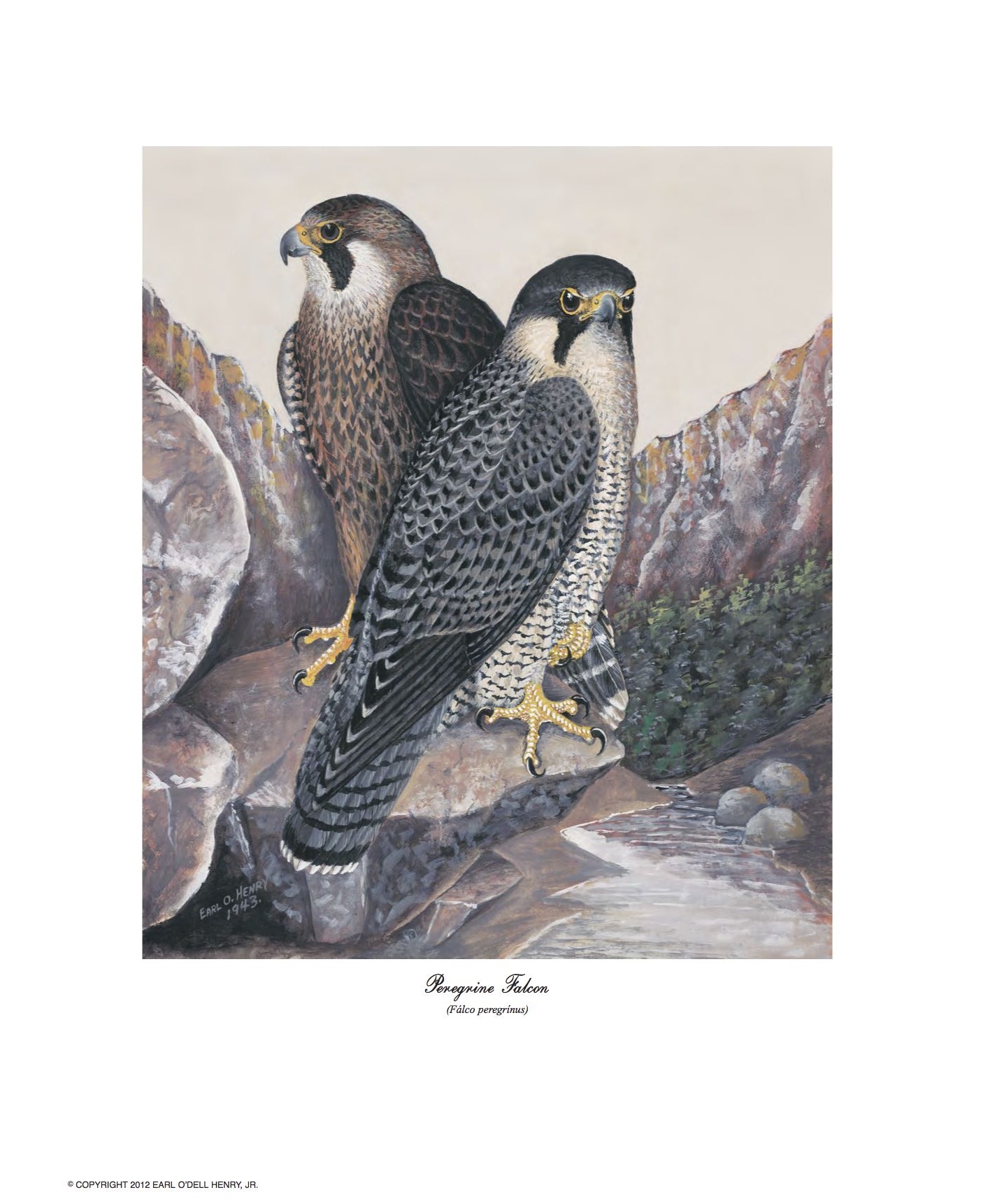 Peregrine Falcon print.jpg
