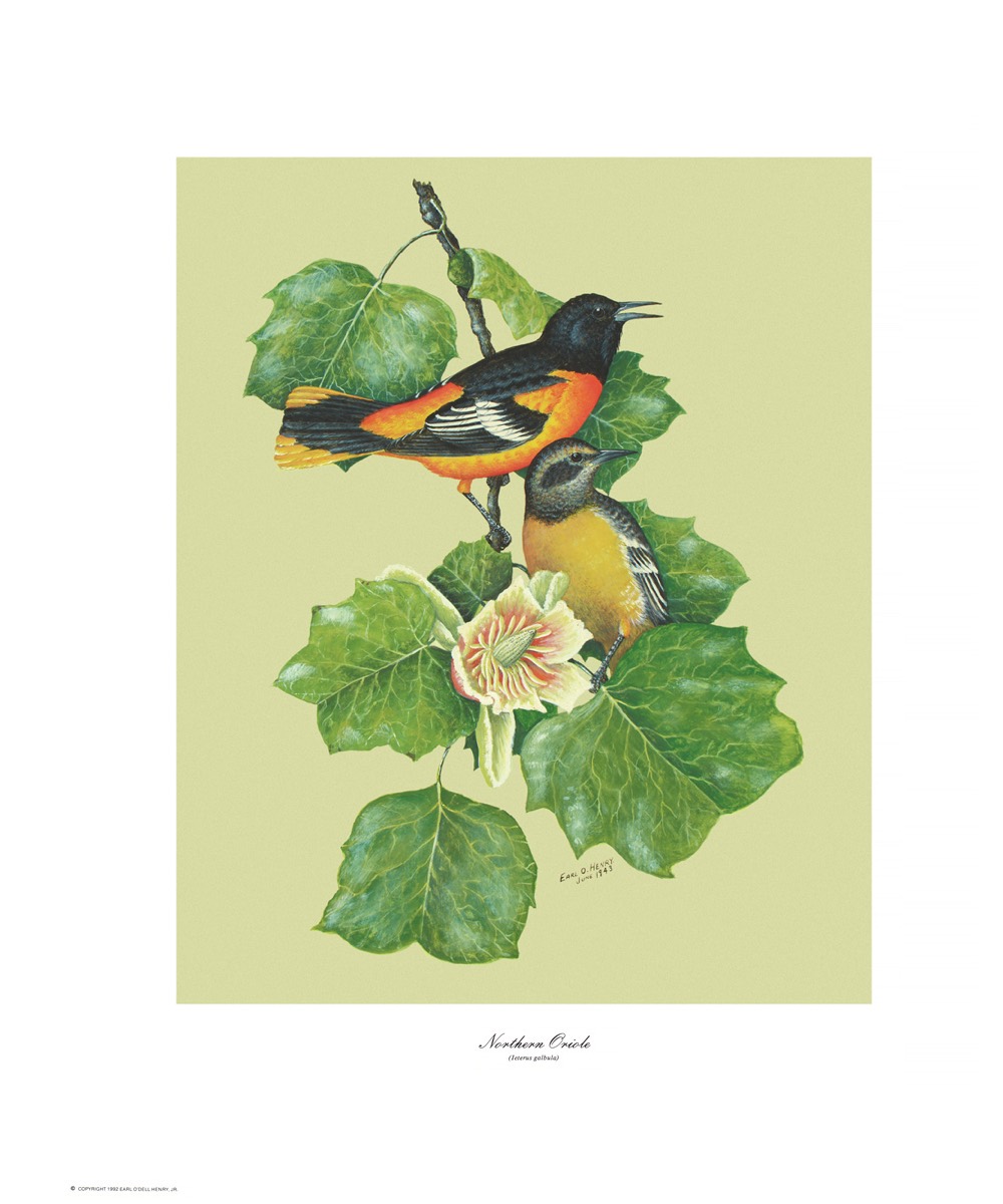 Northern Oriole