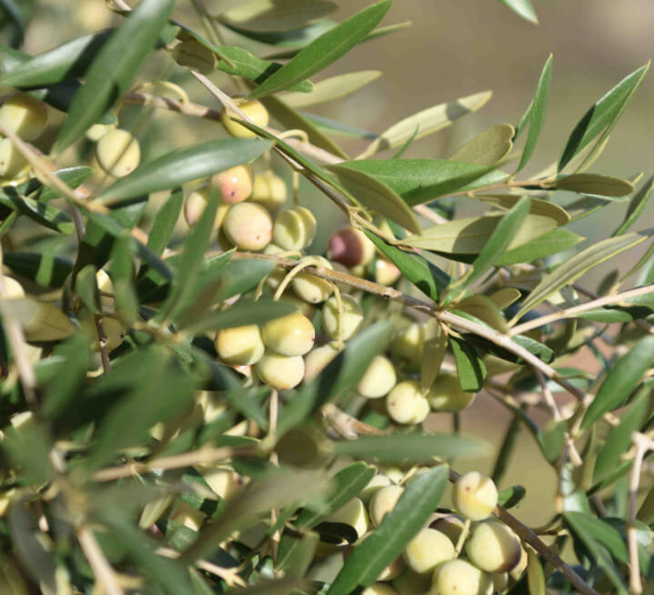 Olive Trees1.jpg