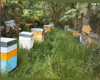 Apiary.png