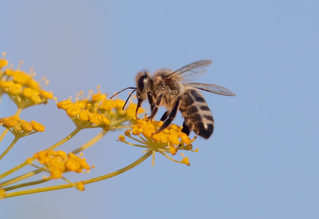 Iberiensis bee large.jpeg
