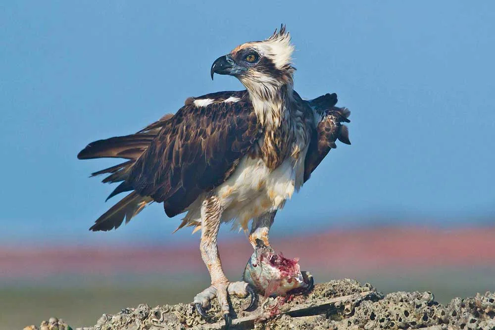 CREDIT-Nigel-Jackett_Eastern-Osprey.jpg