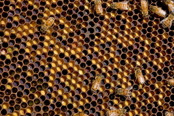 CSIRO_ScienceImage_6628_Honey_bee_comb_showing_cells_filled_with_different_coloured_pollen_collected_from_different_plants.jpg