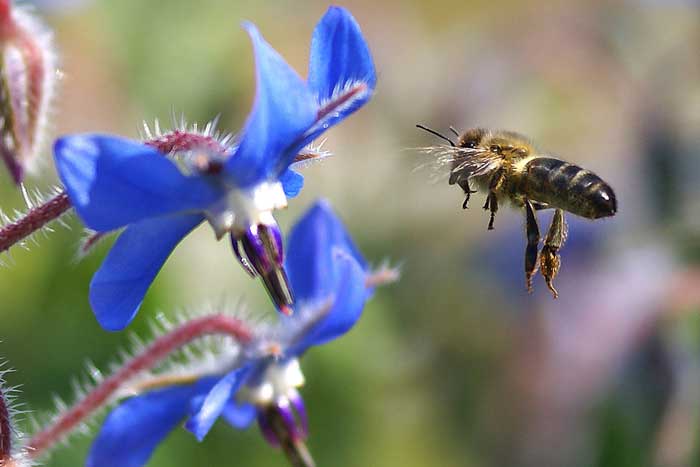 Abeja_libando_una_borraja_10_-_bee_sucking_a_borage_flower_-_abella_libant_una_borraina_(2358642371).jpg