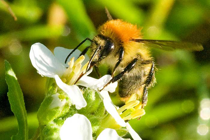 Honey bees take the nectar