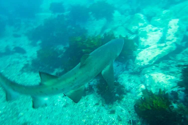 Scuba+Diving_Grey+Nurse+Shark_Shellharbour+Scuba+Centre+(1).jpg