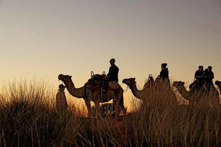 Uluru+Camel+Tours.jpg