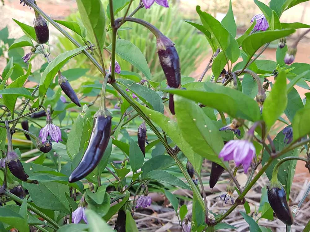 AR2018_General_Eggplant.jpg