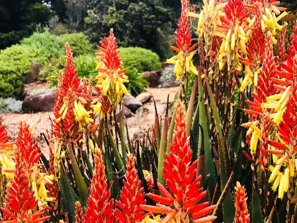 Botanical_Gardens_Flowers.jpg