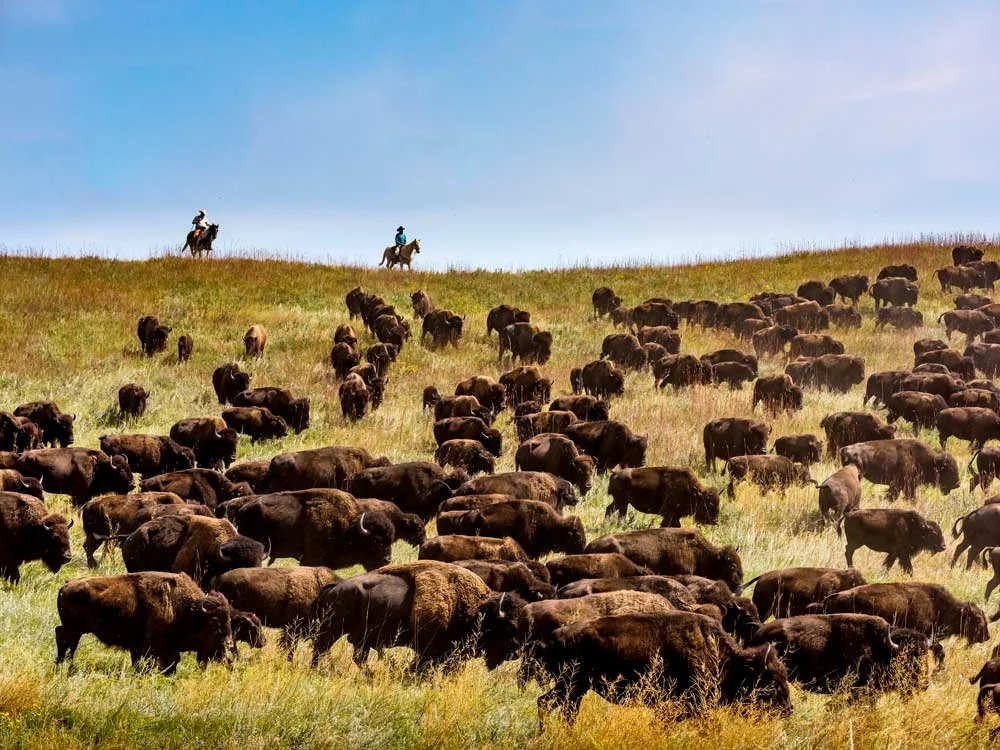 cc09-08-18CSPBuffaloRoundup-(3).jpg