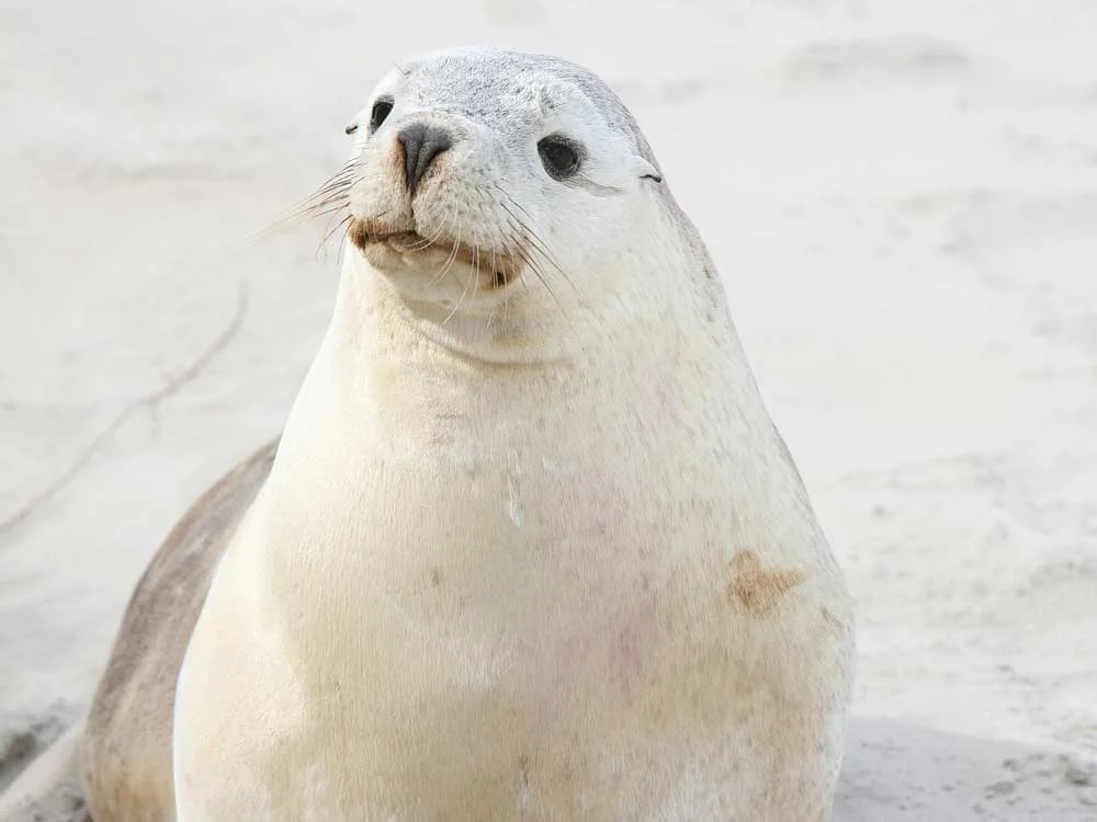 Baby-Sea-Lion.jpg