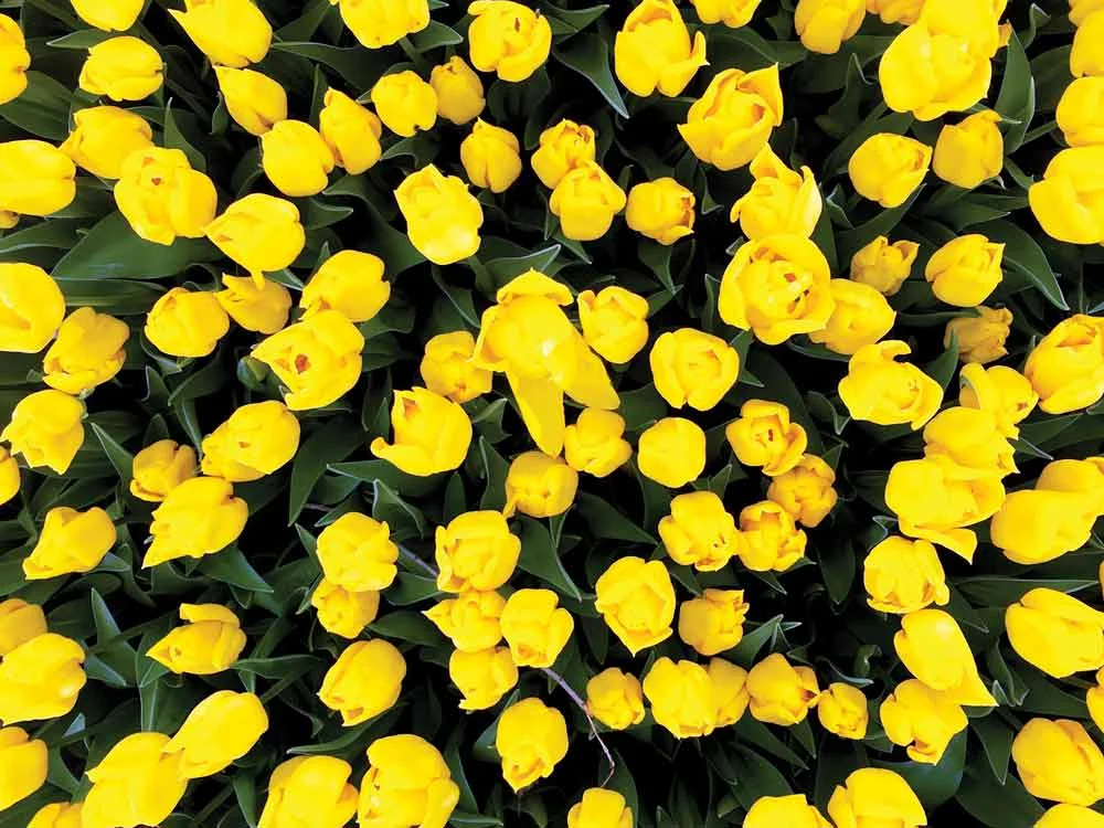 iStock-943835272.jpg