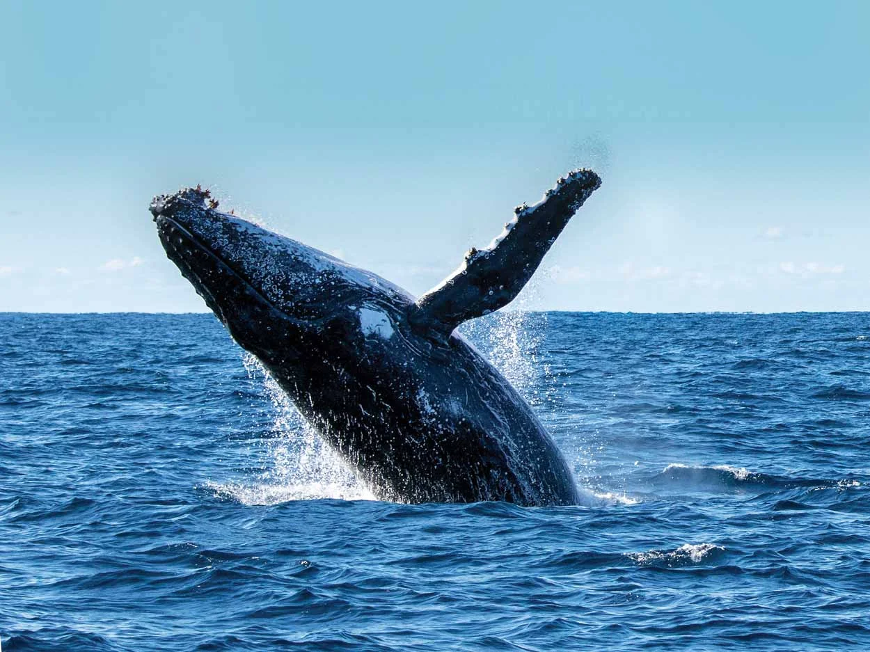 Humpback_Whales-ext.jpg