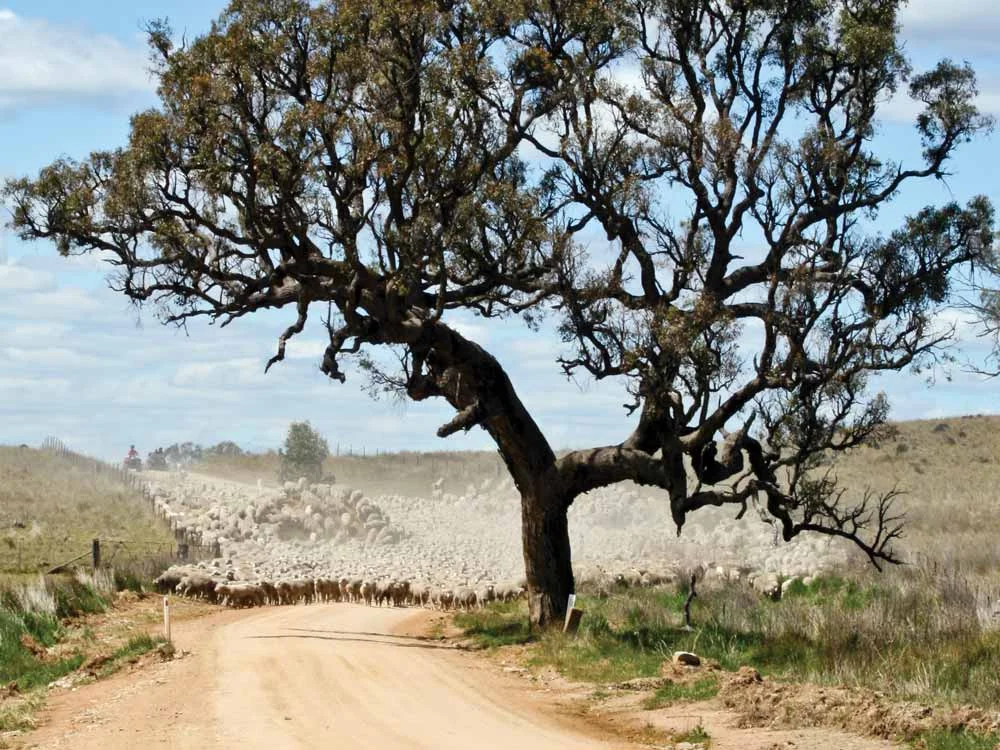 wethers-on-road2.jpg