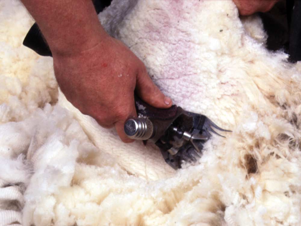 Shearing_219.jpg.jpg