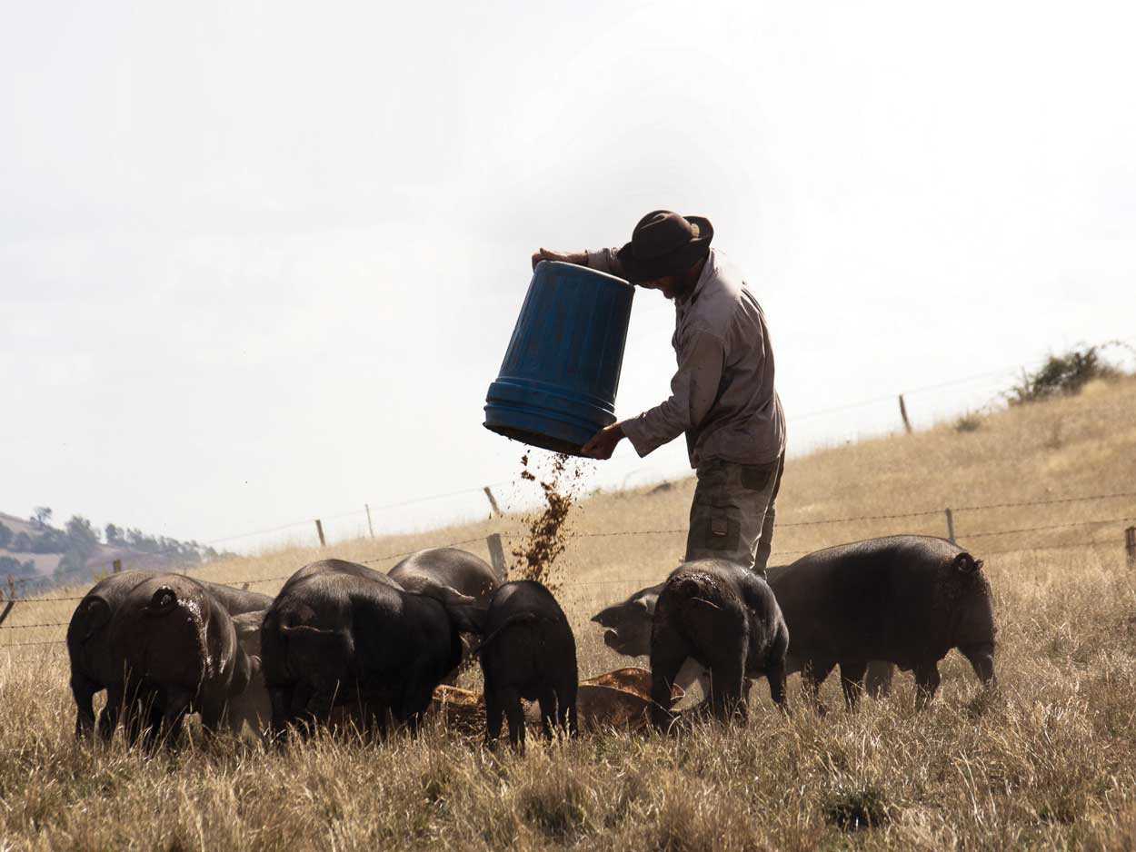 example of ethical pork production