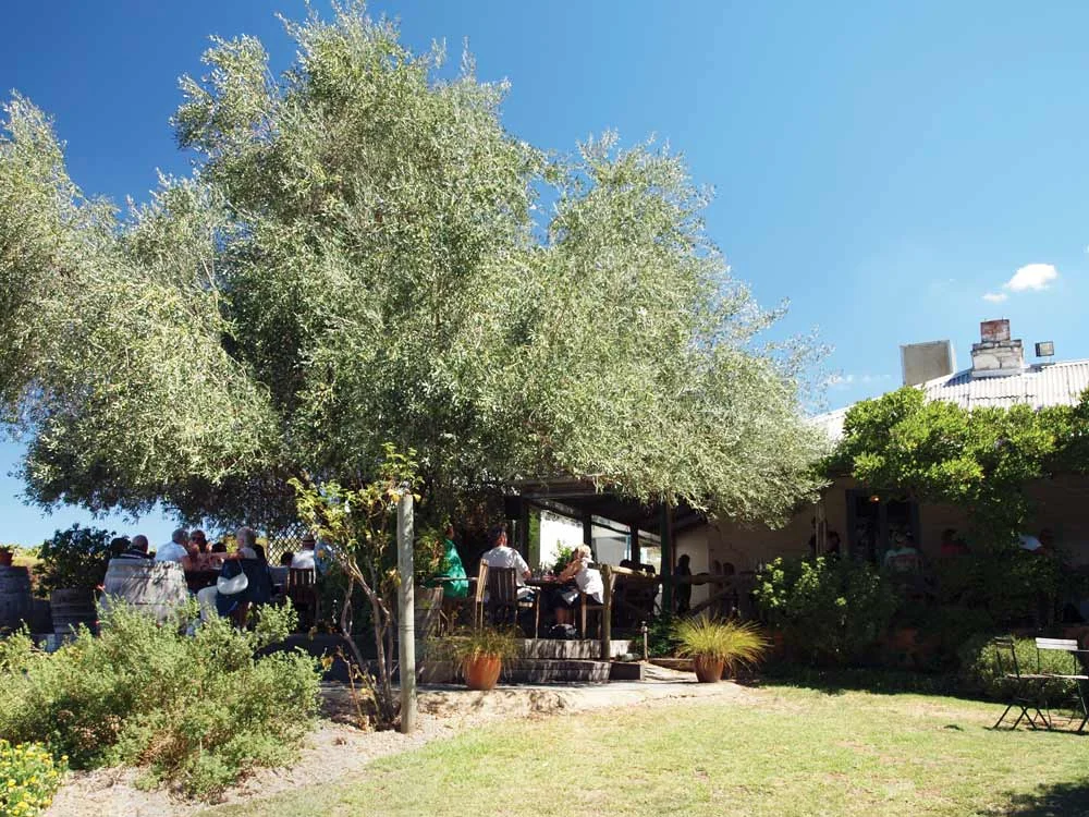 Skillogalee-Winery-Restaurant-and-its-mature-olive-tree-CREDIT-MARIE-BARBIERI.jpg