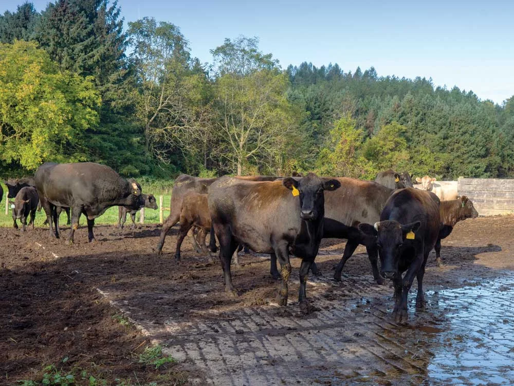 Wagyu_Herd_istock.jpg