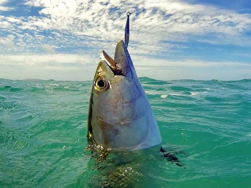 GOVE-WESSELS-TUNA.jpg