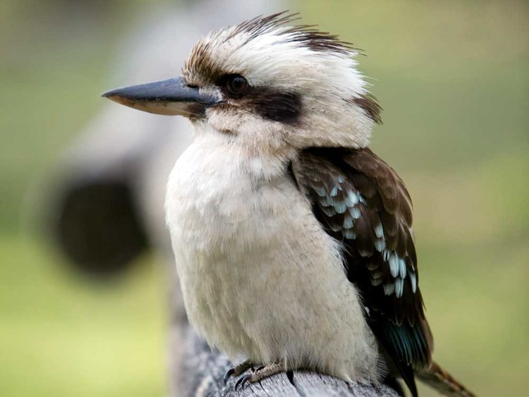 Kookaburra in the Blue Mountains with kids